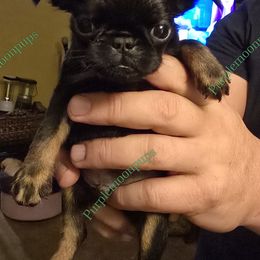 Girl 2 - Black and tan female Brussels Griffon puppy in Burton, Michigan from Purple Moon Pups