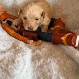 Tony - Cream male Havapoo puppy in Tennessee Colony, Texas from Poodle an Doodles 3:16