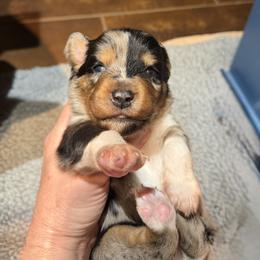 Kraken - Blue merle male Miniature American Shepherd puppy in New Mexico from Von Südwest German Shepherds and Mosaic Mini American Shepherds