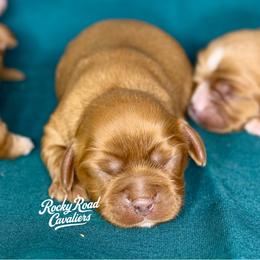 Hilda - Ruby female Cavalier King Charles Spaniel puppy in Nashville, Arkansas from Rocky Road Puppies