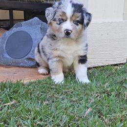 Miniature Australian Shepherd Puppies from Austin Aussies by Jody