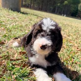 Vega -with training - Tri-color male Bernedoodle puppy in Boonville, North Carolina from Doods & Dolls