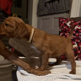 Derek the Christmas Puppy - Mahogany male Irish Setter puppy in Orem, Utah from Rocky Mountain Irish Setters