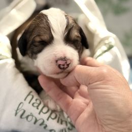 Hudson - Brown and white male Bernedoodle puppy in Phelan, California from PuppyPaws4U