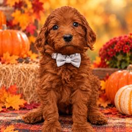 Silver collar boy - Red male Irish Doodle puppy in Madison, Wisconsin from Morningside Doodles