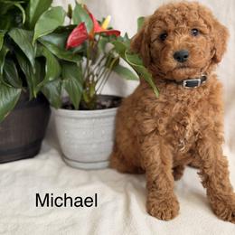 Michael - Red  male Goldendoodle puppy in Oxford, Pennsylvania from FriendlyPals