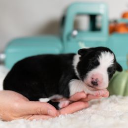 Autumn - Black and white female Border Collie puppy in Conway, Missouri from 2J 2K Border Collies | Maremma Sheepdogs