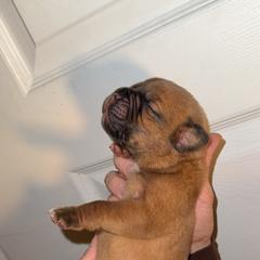 Small black female - Red female Dogue de Bordeaux puppy in Mazomanie, Wisconsin from Blue Horizons Bordeaux