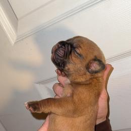 Small black female - Red female Dogue de Bordeaux puppy in Mazomanie, Wisconsin from Blue Horizons Bordeaux