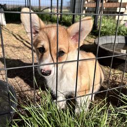 Chili - Red female Pembroke Welsh Corgi puppy in Goldthwaite, Texas from Everlove Pembroke Welsh Corgis