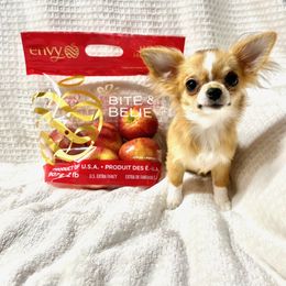 Chihuahua Puppies from Summit Chihuahuas