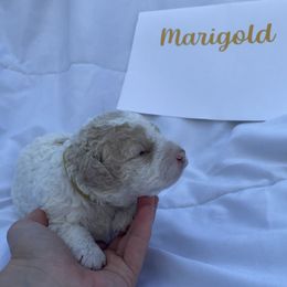 Marigold - White female Lagotto Romagnolo puppy in Minster, Ohio from 1880 Lagotto