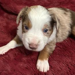 Tamatoa - Red tri male Miniature Australian Shepherd puppy in Grady, Arkansas from KAREN K MCPHERSON