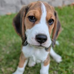 Indigo - Black tan and white male Beagle puppy in Vallejo, California from Tailwindfarm