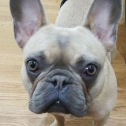 Loretta  - French Bulldog