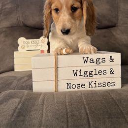 Daisy - Piebald female Dachshund puppy in Stuart, Iowa from Johnson Family Corgis and more