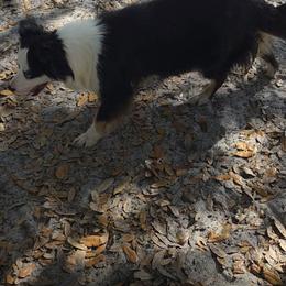 October - Miniature Australian Shepherd