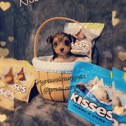 Biewer Terrier, Poodle, and Yorkshire Terrier Puppies from Tiny Paws Luxury Pets