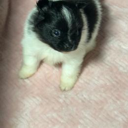 Frankly - Black parti male Pomeranian puppy in Kansas City, Missouri from S&K Pomeranians
