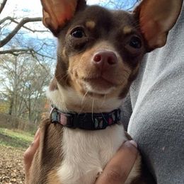 Chihuahuas from Wicked Envy Chihuahuas