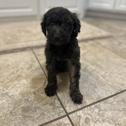 Snickerdoodle - Phantom female Goldendoodle puppy in Quitman, Texas from Wright Doodles