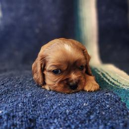 Prince Zuko - Ruby male Cavalier King Charles Spaniel puppy in Traverse City, Michigan from Crozapulco Cavaliers AKC