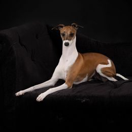 Madonna - Italian Greyhound