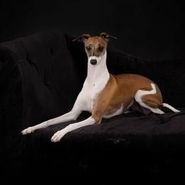 Madonna - Italian Greyhound