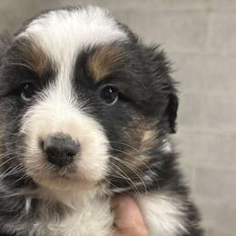 Australian Shepherds from Luna's Australian Shepherd