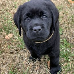 Labrador Retriever Puppies from Ashland Labradors