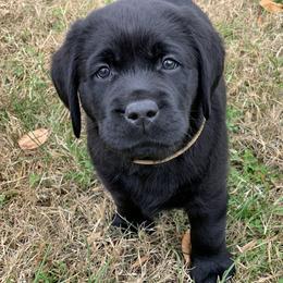 Labrador Retriever Puppies from Ashland Labradors