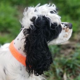 Halo - Cocker Spaniel