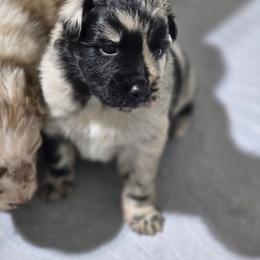 Blueberry Muffin - Blue merle female Australian Shepherd puppy in Rainsville, Alabama from Chaparro Farm Aussies