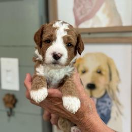 Riley - Red  male Goldendoodle puppy in Wharton, Texas from Little Fur Friends