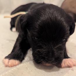 Boy 1 - Black male Miniature Schnauzer puppy in Eupora, Mississippi from Mississippi Mini Schnauzers