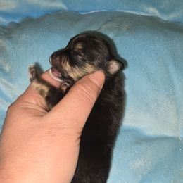 Boy 3 - Black and tan male Pomeranian puppy in Meherrin, Virginia from Traveling Poms