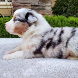 Sinatra - Blue merle female Australian Shepherd puppy in Olympia, Washington from Echelon Australian Shepherds