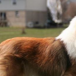 Golden Retrievers and Shetland Sheepdogs from Bigfoot Farms