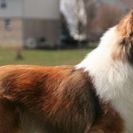 Golden Retrievers and Shetland Sheepdogs from Bigfoot Farms