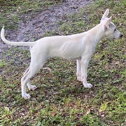 Bolt - White male Xoloitzcuintli puppy in Webster, Florida from Xcel's Xoloitzcuintli and Chinese Cresteds
