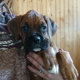 Benny - Brindle male Boxer puppy in Cannon Falls, Minnesota from Pattys Boxers and Bulldogs