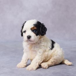 Betsy - Tri-color female Cavalier King Charles Spaniel puppy in Apple Creek, Ohio from Grandeur Valley Puppies