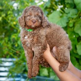 Dobby - male Golden Mountain Doodle puppy in Murray, Utah from Good Looking Dogs