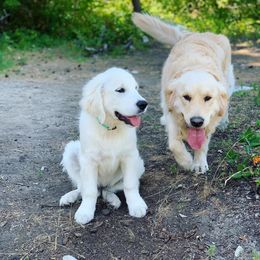 Golden Retriever Puppies from Big Rock Goldens