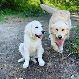 Golden Retriever Puppies from Big Rock Goldens