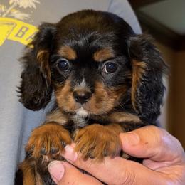 Lorna Doone - Black and tan female Cavalier King Charles Spaniel puppy in Boardman, Ohio from Taliaferro Kennel