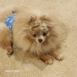 Pomeranian Puppies from Boujee Puff Poms