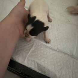 Wakko - White and black male Papillon puppy in Diana, Texas from The Barking Cow Farms