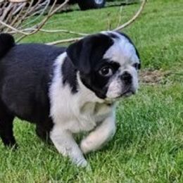 Companion Cross Puppies from Schuster's Pups
