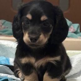 Lover boy Rambo - Black and cream male Dachshund puppy in New Smyrna Beach, Florida from J & L Mini D’s